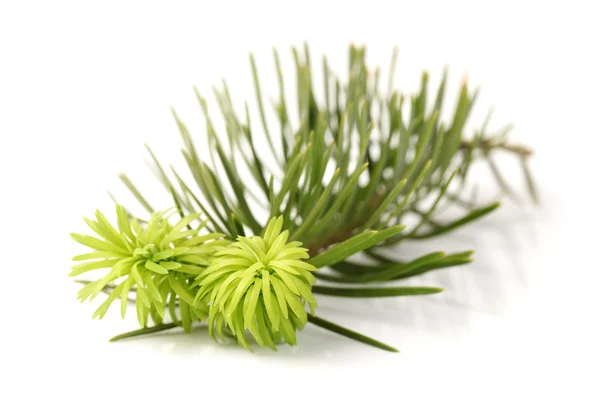 Pine branch on white background — Stock Photo, Image