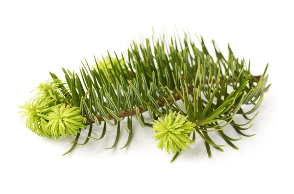 Pine branch on white background — Stock Photo, Image