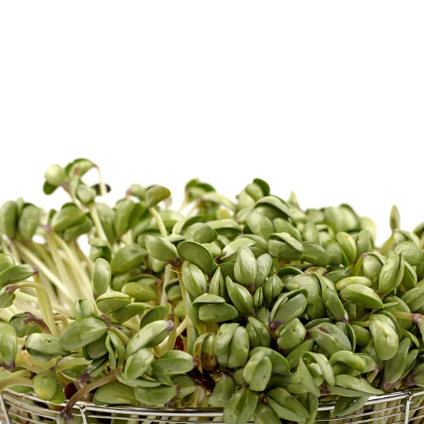 Gröna sojabönor groddar på vit bakgrund — Stockfoto