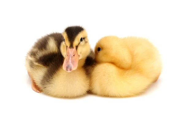 Duckling on white background — Stock Photo, Image