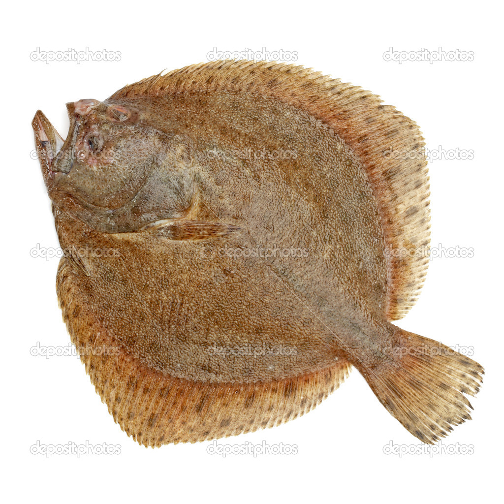 Kambala Fisch