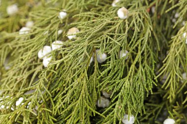 Gümüş göknarı yaprak beyaz zemin üzerine