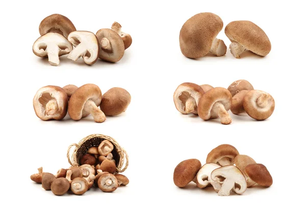 Shiitake mushroom on the White background — Stock Photo, Image