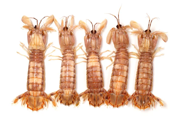Mantis Crevettes sur fond blanc — Photo
