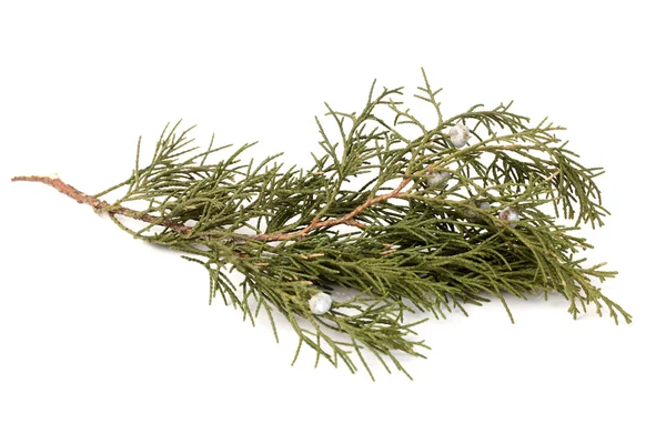 Silver fir blad på vit bakgrund — Stockfoto