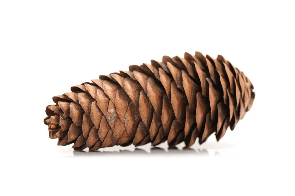 Fir tree cones on a white background — Stock Photo, Image