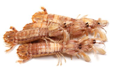 beyaz zemin üzerine peygamber devesi karides