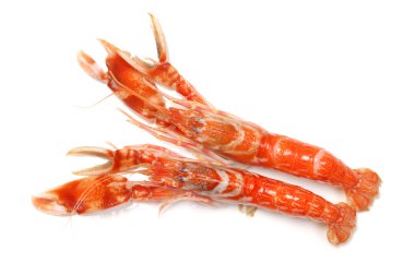 Beyaz arkaplanda karides