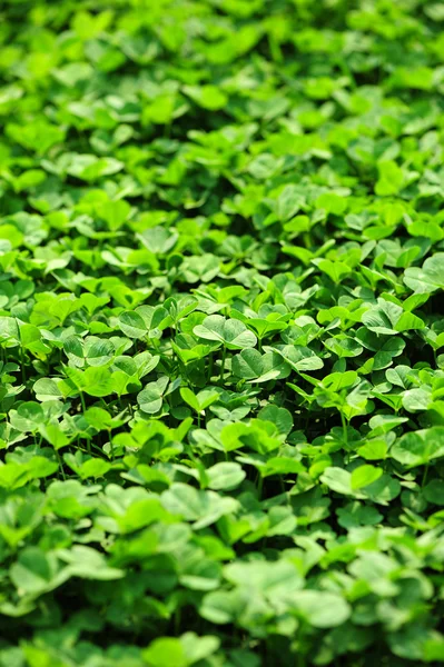 Wild clover — Stock Photo, Image