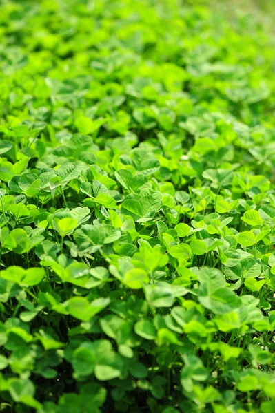 Wild clover — Stock Photo, Image