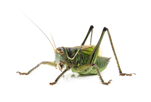 Makrobild einer Heuschrecke isoliert auf weißem Hintergrund — Stockfoto