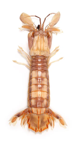 在白色背景上的螳螂虾 — 图库照片