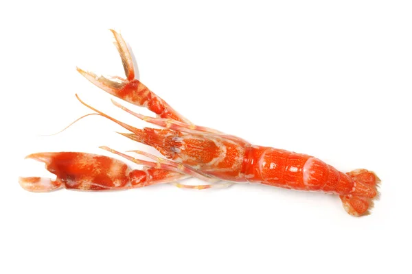 Shrimp on white background — Stock Photo, Image