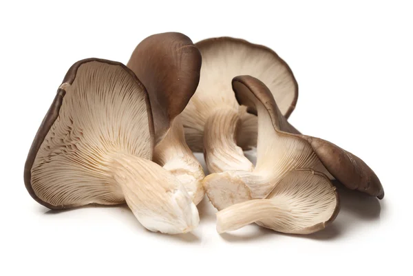 Ústřicová houba na bílém pozadí — Stock fotografie