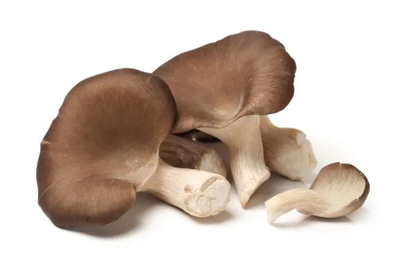 Oyster mushroom on white background — Stock Image Oyster mushroom on white background Royalty Free Stock Images