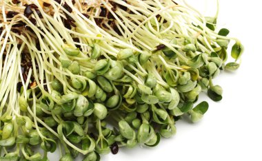 beyaz arkaplanda kuşkonmaz