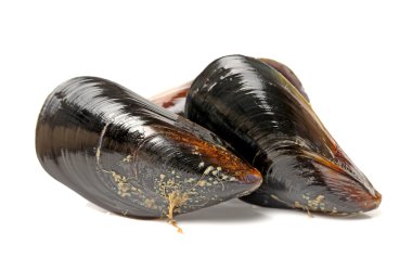 Beyaz arka planda izole edilmiş taze midye.