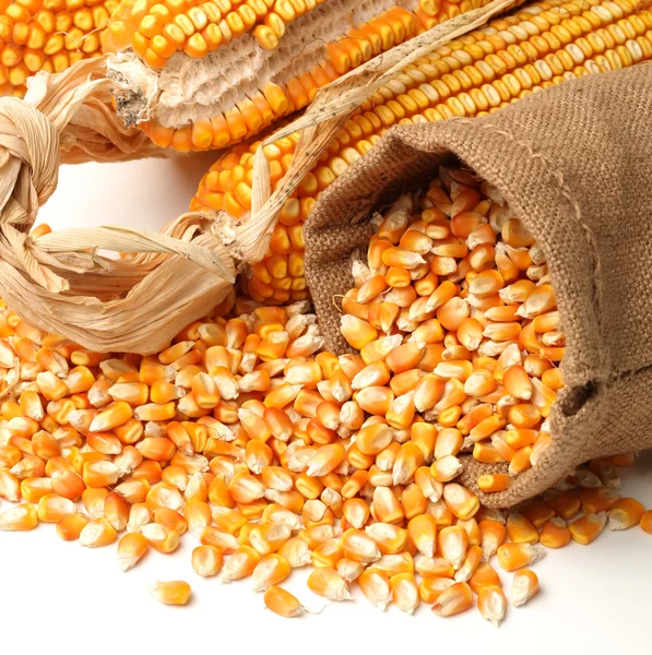 白い背景の上穀物トウモロコシのクローズ アップ — ストック写真
