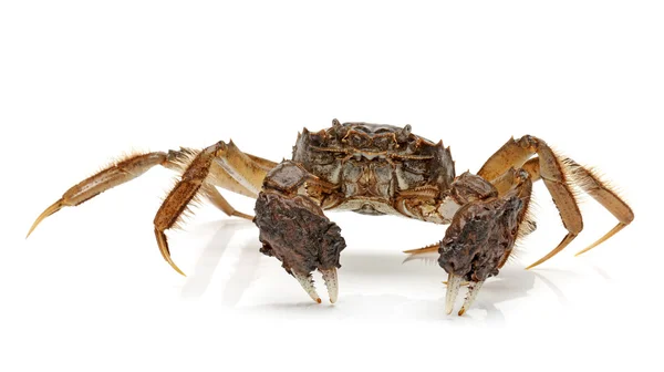 Crabe sur fond blanc — Photo