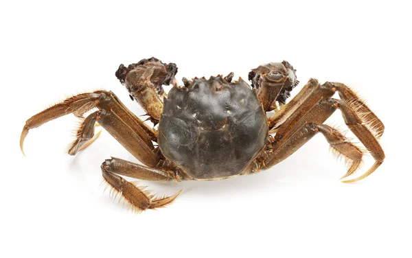 Crab on white background — Stock Photo, Image