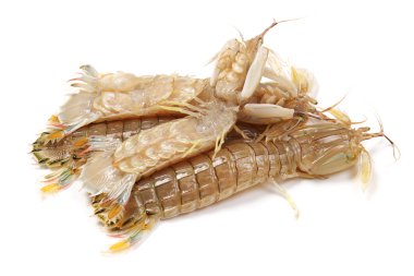 beyaz zemin üzerine peygamber devesi karides