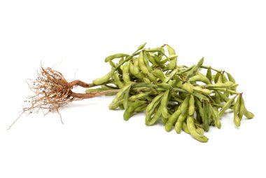 Fresh harvested soybean