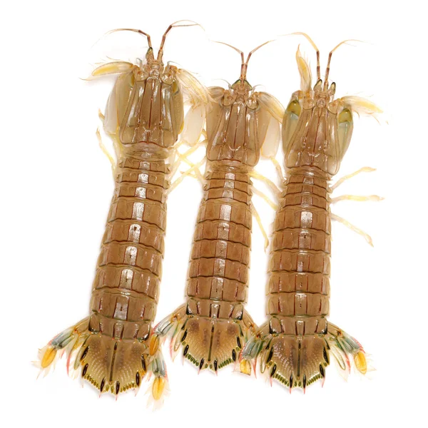 Mantis Shrimp on white background — Stock Photo, Image