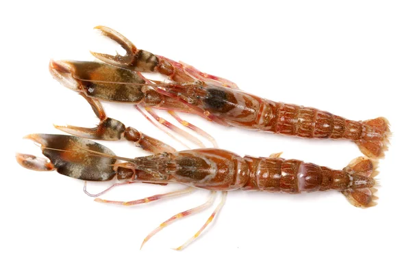 Mantis Shrimp on white background — Stock Photo, Image