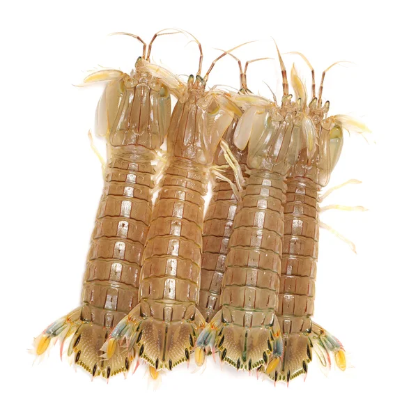 Mantis Crevettes sur fond blanc — Photo