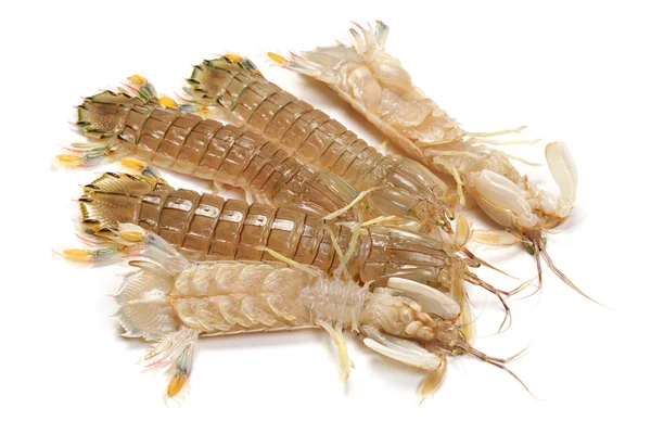 Mantis Shrimp on white background — Stock Photo, Image