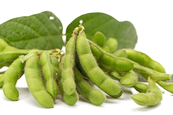 Légume de pois mûr sur fond blanc — Photo