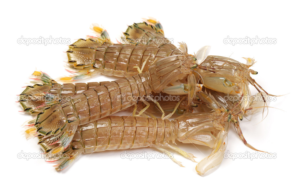 Mantis Shrimp on white background
