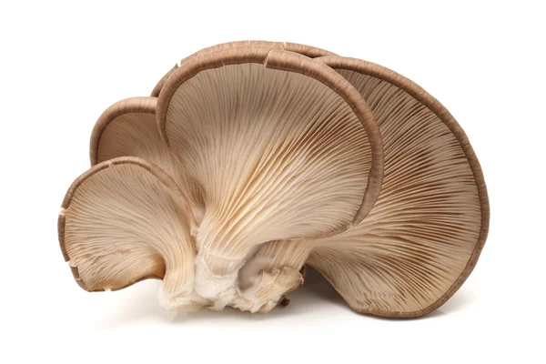 Oyster mushroom on white background — Stock Photo, Image