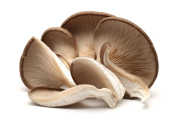 Oyster mushroom on white background — Stock Photo, Image