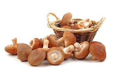 shiitake mantar beyaz zemin üzerine