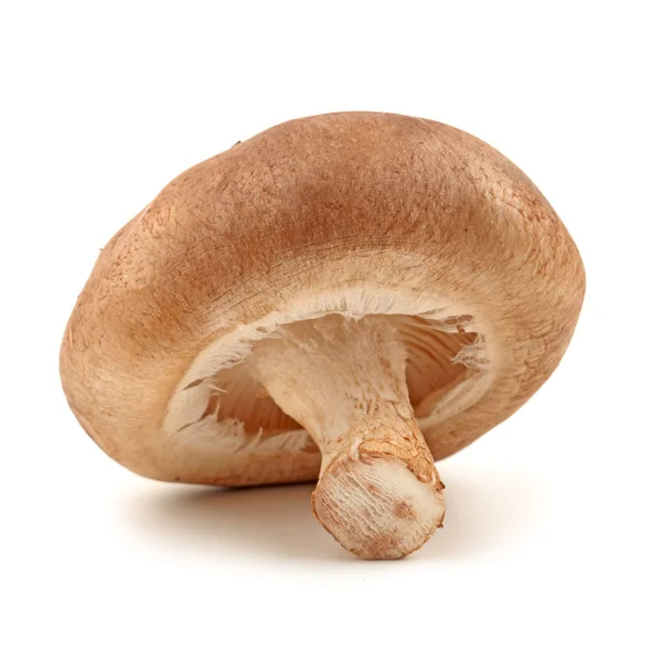 Shiitake mushroom on the White background — Stock Image Shiitake mushroom on the White background Stock Picture