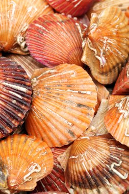 beyaz zemin üzerinde ham tarak