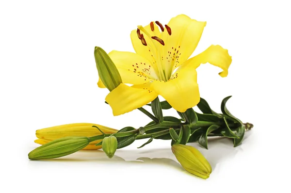 Yellow lilies isolated on white background — Stock Photo, Image