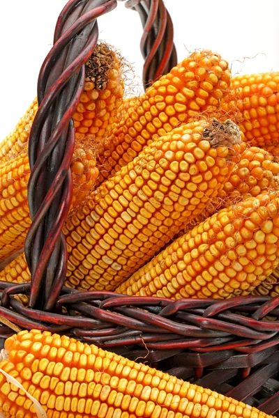 Grain corn closeup on a white background — Stock Photo, Image