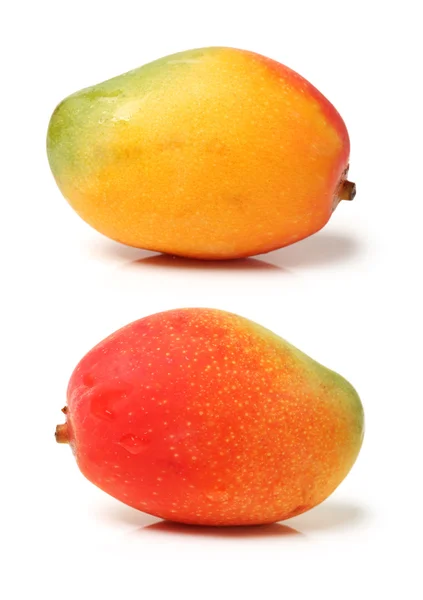 Mango på vit bakgrund — Stockfoto