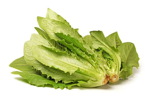 Lactuca sativa l på vit bakgrund — Stockfoto