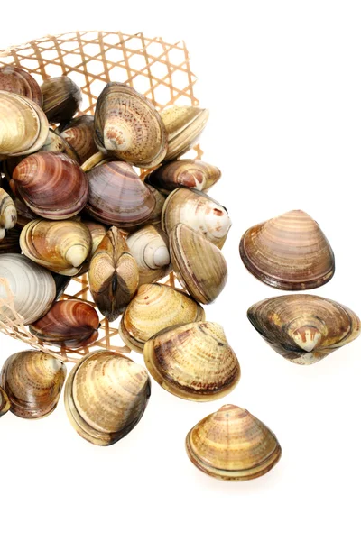 Muscheln auf weißem Hintergrund — Stockfoto