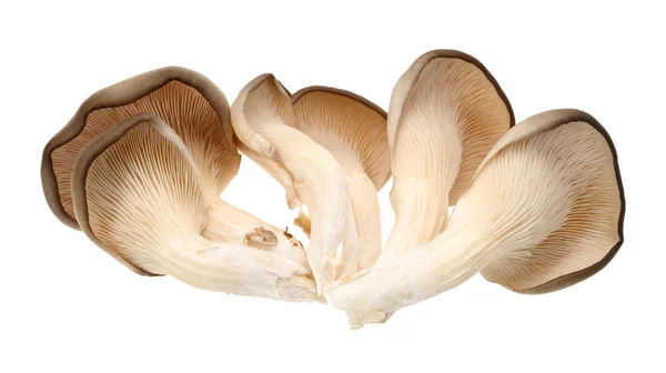 Oyster mushroom on white background — Stock Photo, Image