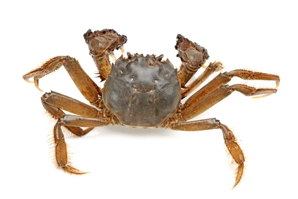 Crabe sur fond blanc — Photo