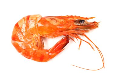 Beyaz bir arka plan üzerinde izole taze karides