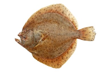 Turbot fish on white background clipart