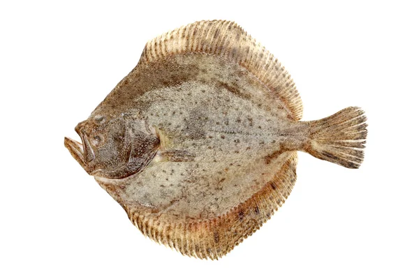 Turbot fish on white background — Stock Photo, Image