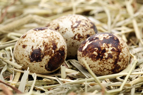 Huevos de codorniz en un nido de heno de cerca — Foto de Stock