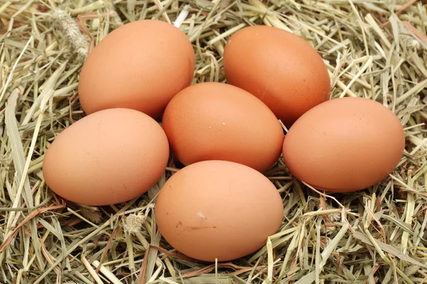 Recogida de huevos — Foto de Stock