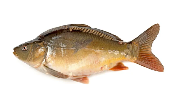 Carpa de pescado crudo sobre fondo blanco — Foto de Stock